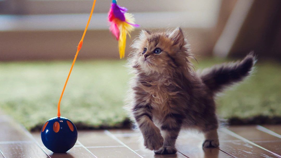 Cat exercise ball outlet